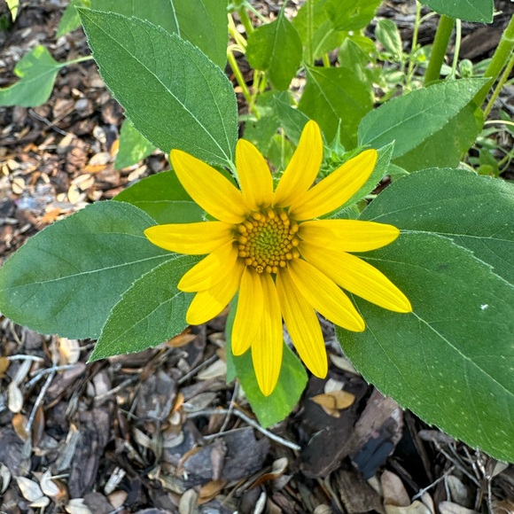 Meet your Posher, Dylan - Picture 1 of 1